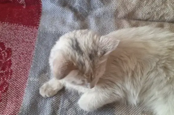 Найдена кошка ул. Балябина, 15, Чита