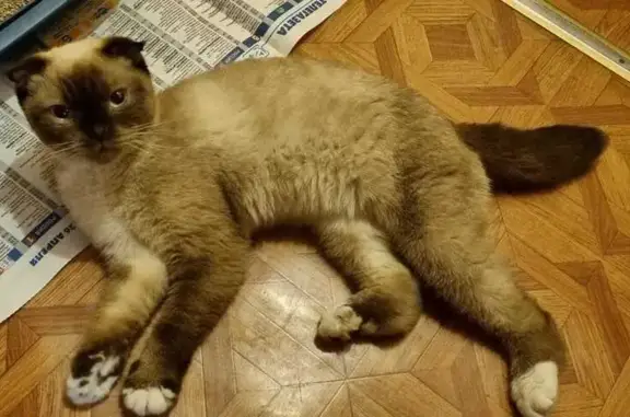 Найдена кошка в Талицах, Ярославское