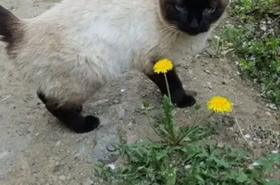 Пропала кошка: ул. Дарвина, 110, Улан-Удэ