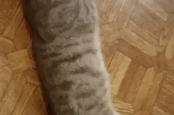 Найдена кошка на Московской 57, Тамбов