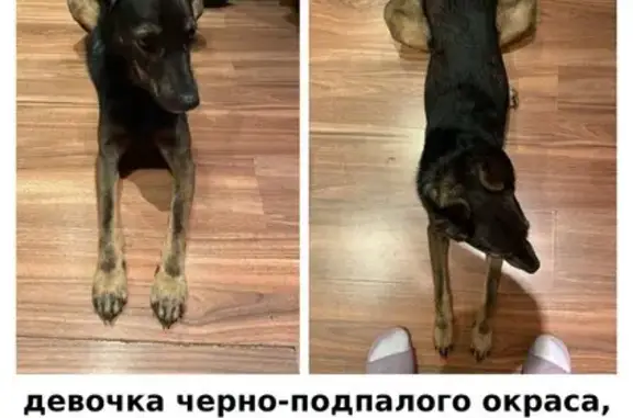 Найдена собака: Маршала Голованова, 11