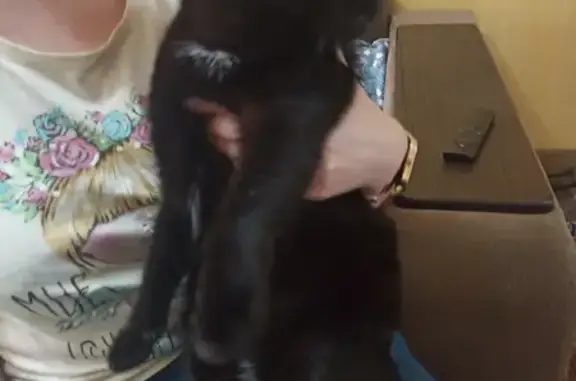Найдена кошка на Лесопарковой, 17