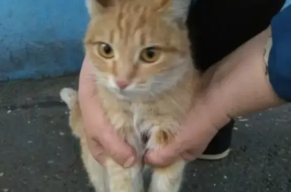Найдена кошка, Пионерская 11, Челябинск
