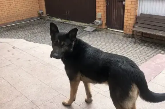 Найдена собака в Михайловской Слободе