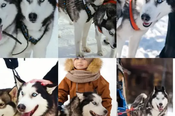 Собаки потеряшки, Пенза, фото: Потеряшка хаски в Ахунах, Зелёная 10А