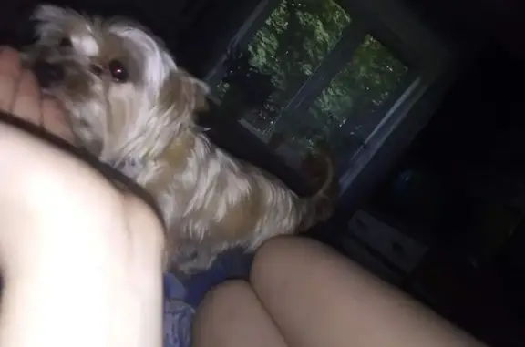 Собаки потеряшки, , фото: Потеряшка Боня, Твардовского 1А, Смоленск