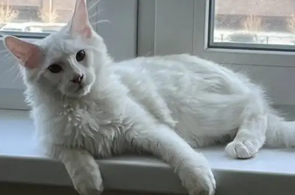 Пропала белая кошка, Харьковская, Тюмень