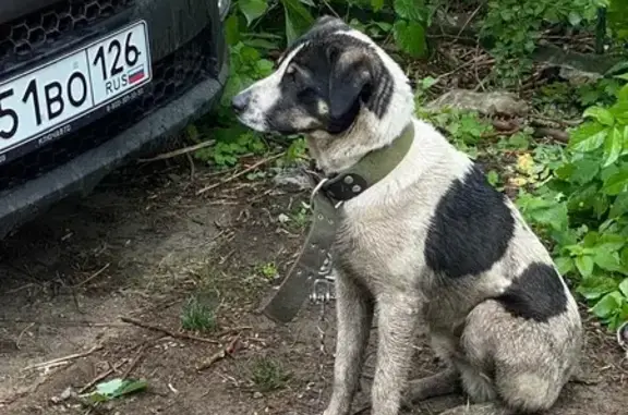 Найдена собака: Врачебный проезд, 42