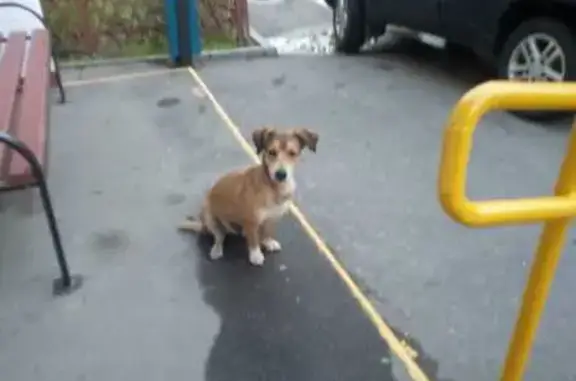 Найдена собака: Косино, Москва