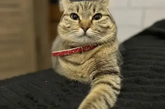 Объявления о пропавших и найденных животных, Великий Новгород, фото: Пропала кошка: Коровникова, 10