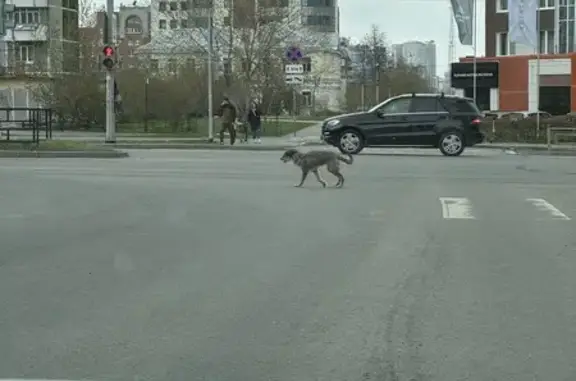 Собака найдена: Московская-Тольятти, Екб