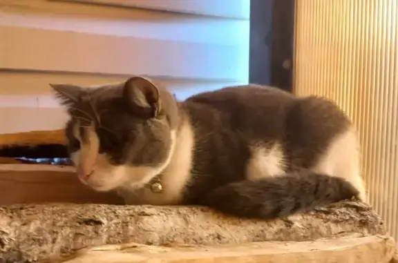 Найдена кошка, , фото: Найдена кошка: Бул. Белоусова, 21