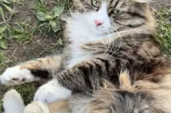 Кот найден: Сосновая, 10, Боровичи