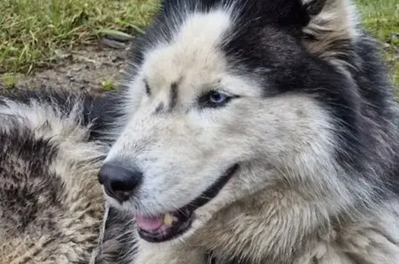 Найдена собака, Юкковское, фото: Найдена собака, Выборгская дорога