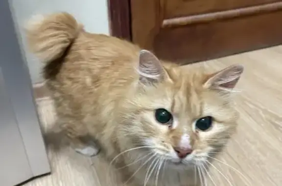 Найден рыжий кот: Малыгина, 3 с2