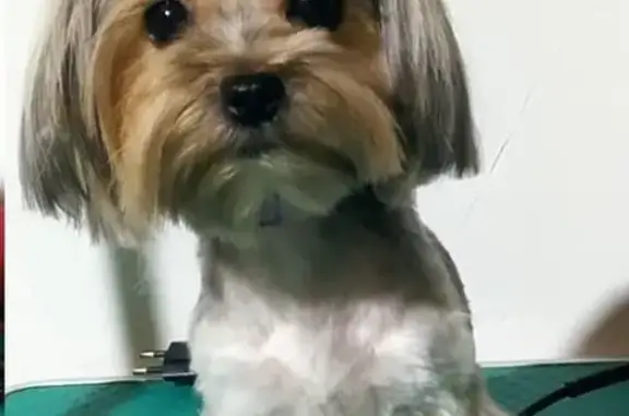 Собаки потеряшки, , фото: Потеряшка собака: ул. Фермеров, Уржумка