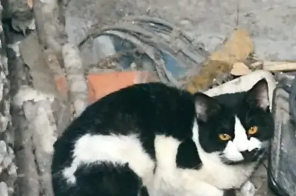 Найдена кошка: Суходольская, 14, Тюмень
