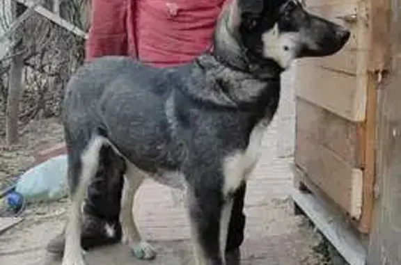 Пропала собака в Смоленске