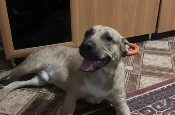 Найдена собака: 20-я Линия, 59, Омск