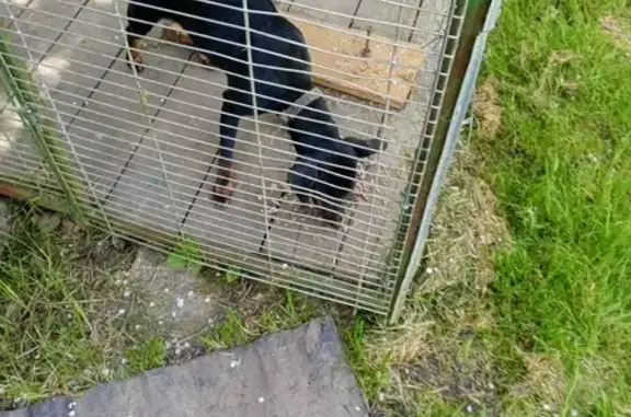 Найдена собака в Ильичевке, Калининград