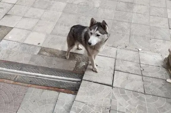 Собака найдена: Ново-Казанская, 39, Пенза