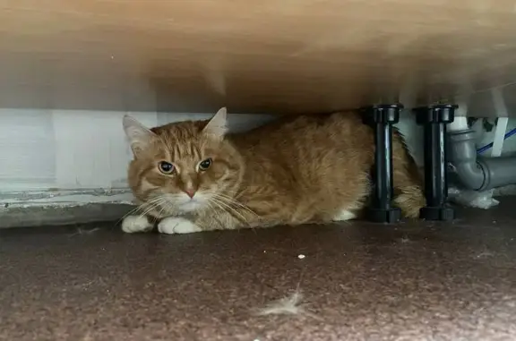 Найден рыжий кот: Черкасова, 8к4