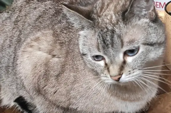 Кошки потеряшки, Запрудня, фото: Потеряшка серая кошка: Пролетарский пер., 30 к1