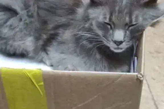 Найдена кошка: Стрелка, Севастополь