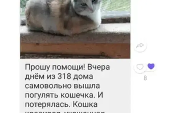 Пропала кошка-инвалид, Шарыпово 18