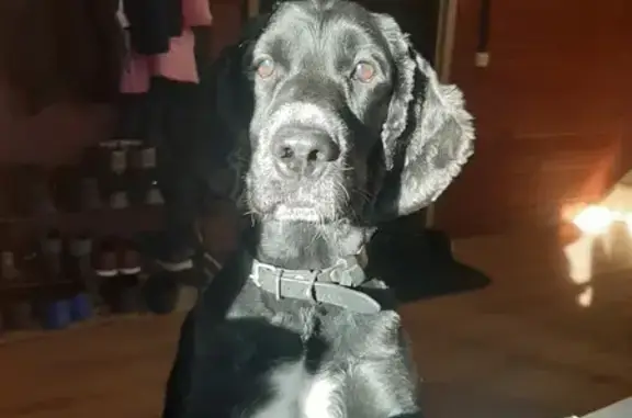 Объявления о пропавших и найденных животных, Пермь, фото: Пропал спаниель, Братская ул., Пермь