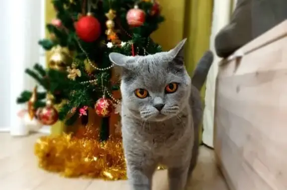 Объявления о пропавших и найденных животных, Касимов, фото: Пропал кот! Чижовка, ул. Нириманова