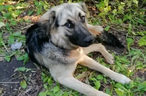 Пропала собака в Новокуйбышевске