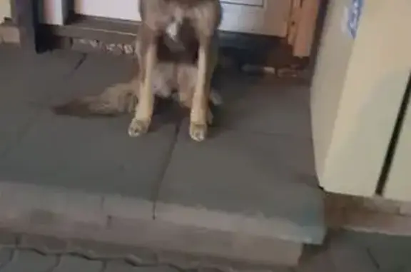 Найдена собака, ул. Остужева, Воронеж