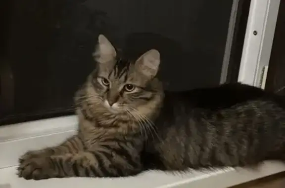 Пропала кошка в Анапе, Краснодарский край