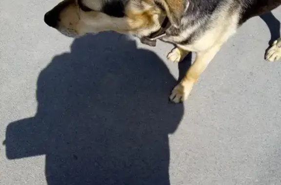 Найдена собака на ул. Карбышева, Курган