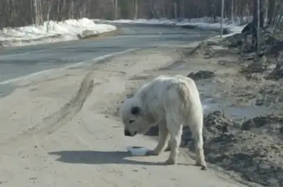 Алабай у дороги на Вынгапуровский