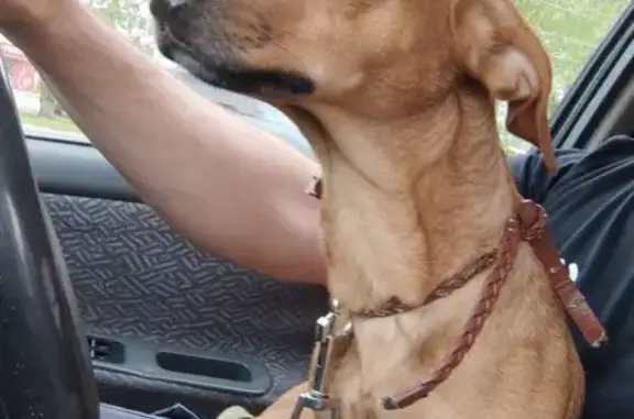 Найдена собака на пр-те Ленина, Челябинск