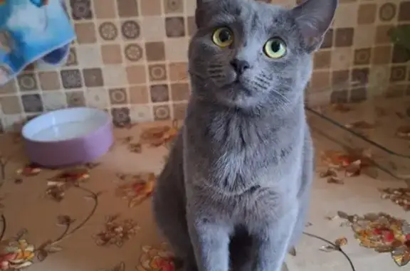 Потерянные животные Курск, фото: Пропала серая кошка: Гагарина, 26, Курск