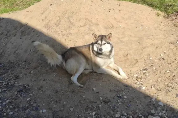 Найдена собака, , фото: Найден маламут в Коломне, +79168018548