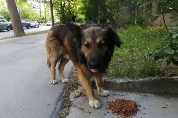Найдена собака на ул. Репина, 23