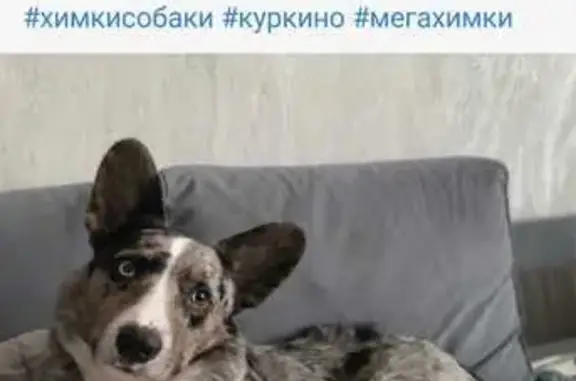 Найдена собака: Маяковского, 25, Химки