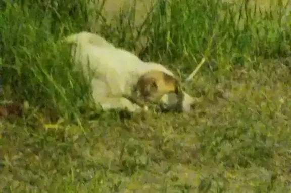 Найдена собака: Волгоград-Сызрань