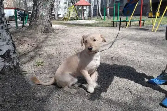 Найден пёс: ул.Матросова, 3, Томск