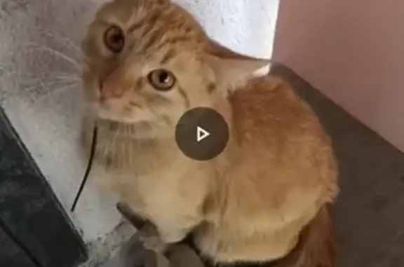 Кошки потеряшки, Новоблагодарное, фото: Потеряшка рыжий кот: Золотушка, Садовая ул.