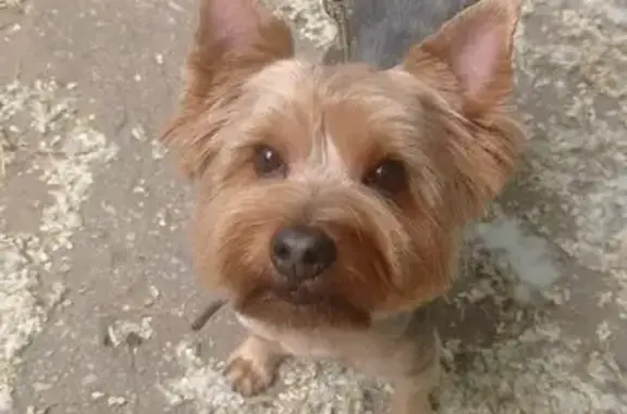 Собаки потеряшки, Идолгское, фото: Потеряшка Рич в СНТ 