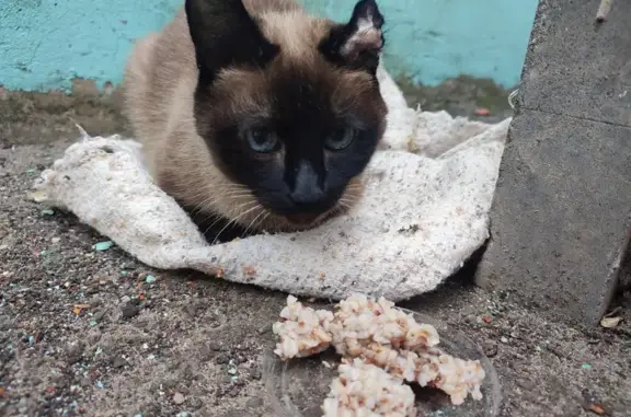 Тайская кошка найдена в Саратове, нужен уход