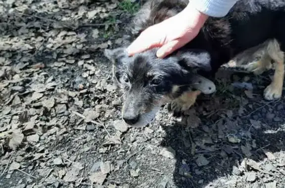 Найдена собака: Активная ул. 2, Прокопьевск
