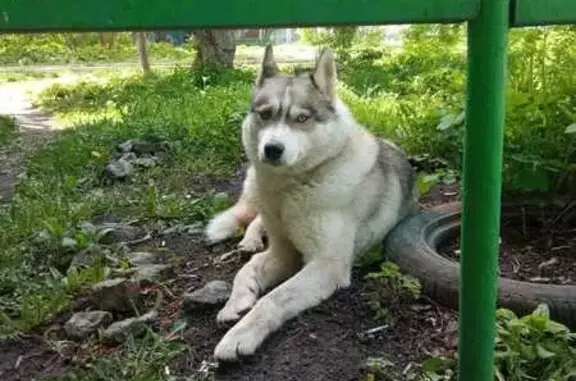 Найдена собака на Комсомольском, 28А