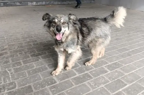 Найдена собака на Загородной, Курган