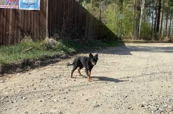 Найден терьер на Весёлой ул., Баклаши